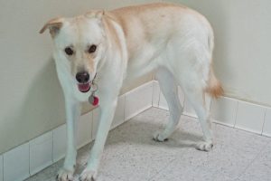Picture of Big Buddy
