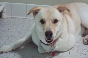 Picture of Big Buddy