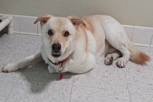Picture of Big Buddy