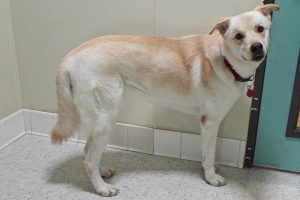 Picture of Big Buddy