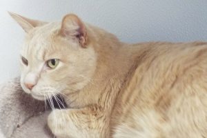 Picture of Chief