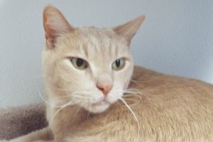 Picture of Chief