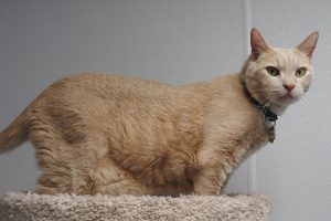 Picture of Chief