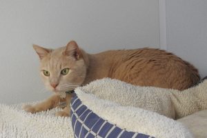 Picture of Chief