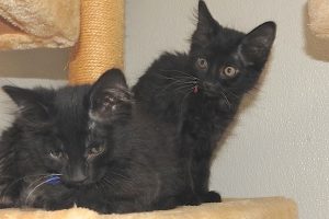 Baby Lucy and Ricky