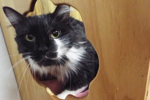 Picture of Inkblot