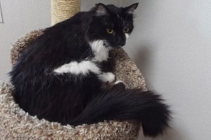 Picture of Inkblot
