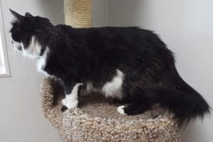 Picture of Inkblot