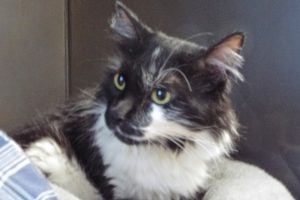 Picture of Inkblot