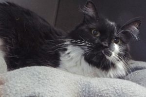 Picture of Inkblot