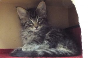 Picture of Jonquil