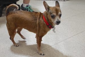 Picture of Lacey
