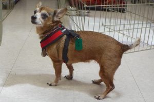 Picture of Lacey