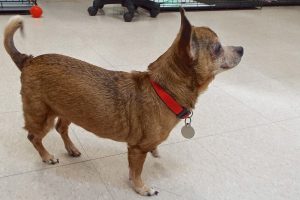 Picture of Lacey