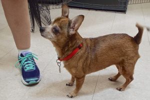 Picture of Lacey