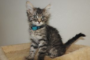 Baby Lilac