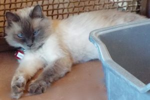 Picture of Lollie
