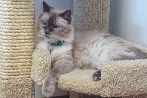 Picture of Lollie