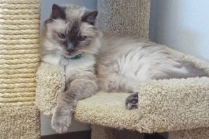Picture of Lollie