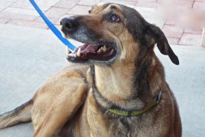 Picture of Maleish