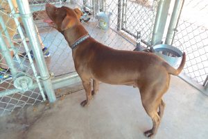 Picture of Maxwell