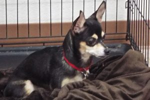 Picture of Molly