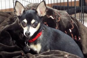 Picture of Molly