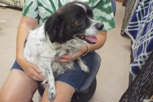 Picture of Oreo