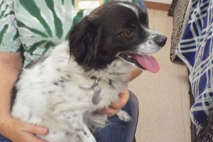 Picture of Oreo