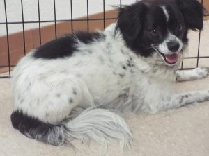 Picture of Oreo