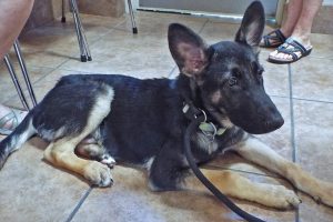 Picture of Scout