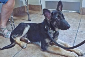 Picture of Scout