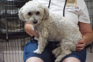 Picture of Teddy