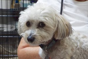 Picture of Teddy