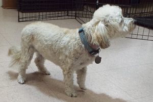 Picture of Teddy