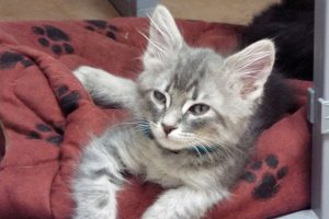 Picture of Basil