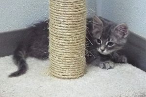 Picture of Basil