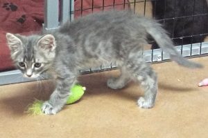 Picture of Basil