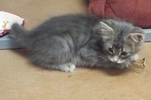 Picture of Basil