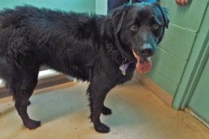 Picture of Bear