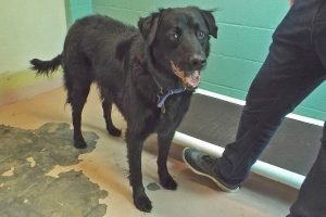 Picture of Bear