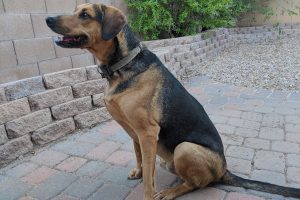 Picture of Bree
