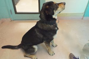 Picture of Buster