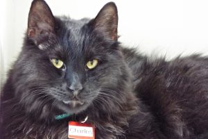 Picture of Charles