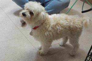 Picture of Digger