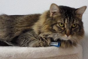 Picture of Fanta