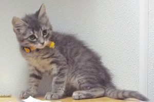 Picture of Ginger