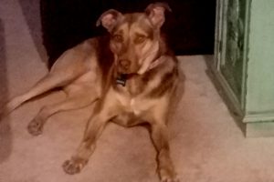 Picture of Hershey