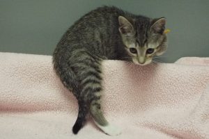 Picture of Hurricane