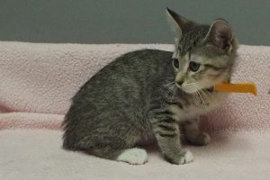Picture of Hurricane